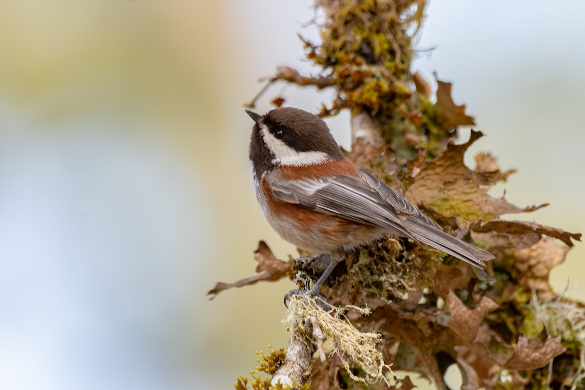 Chestnut-backed Chickadee - ML646571723