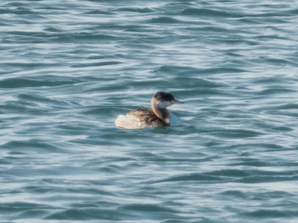 Red-necked Grebe - ML646571726