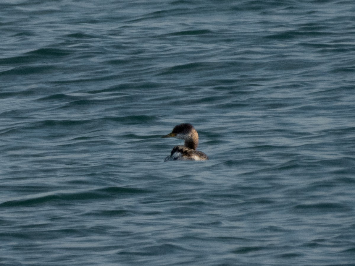 Red-necked Grebe - ML646571727