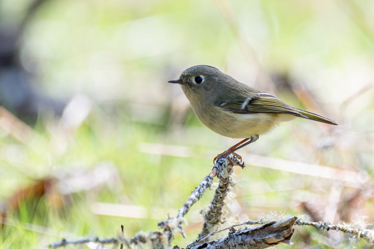 Ruby-crowned Kinglet - ML646571728