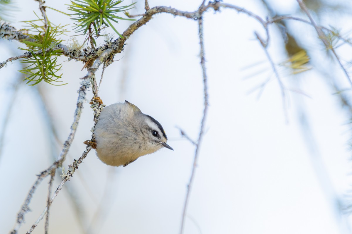 Golden-crowned Kinglet - ML646571730