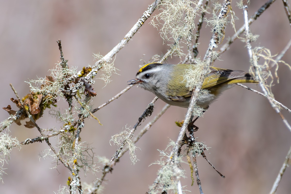 Golden-crowned Kinglet - ML646571731