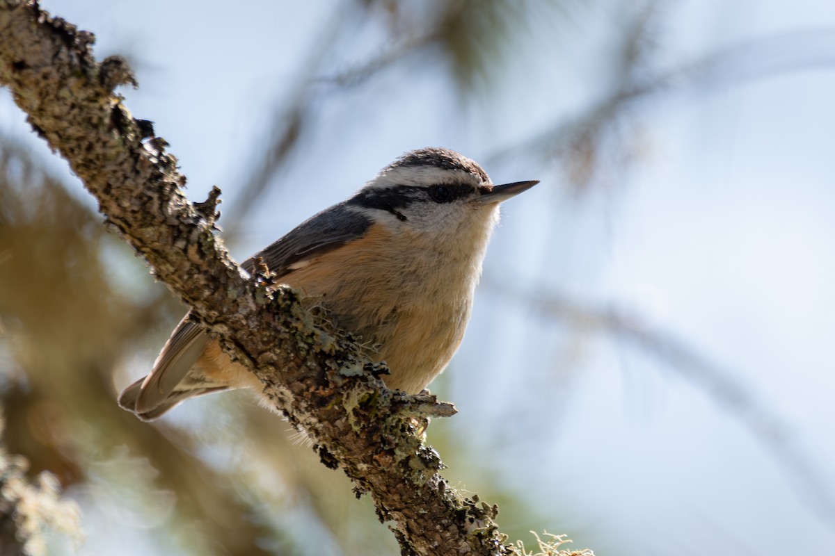 Red-breasted Nuthatch - ML646571732