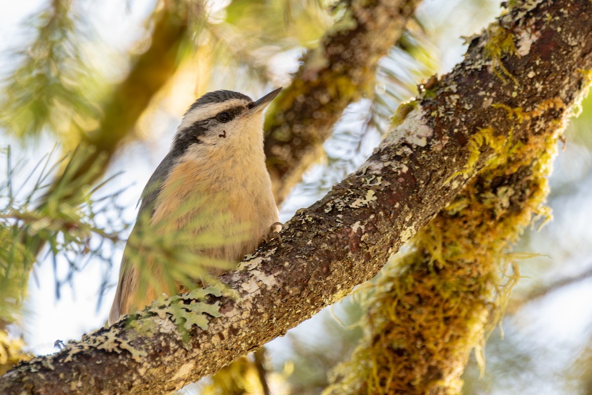 Red-breasted Nuthatch - ML646571733