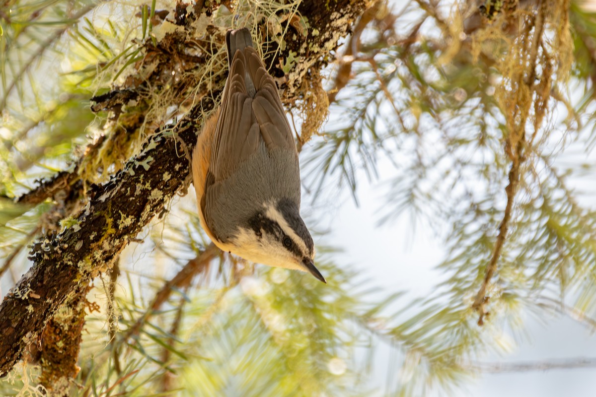 Red-breasted Nuthatch - ML646571734