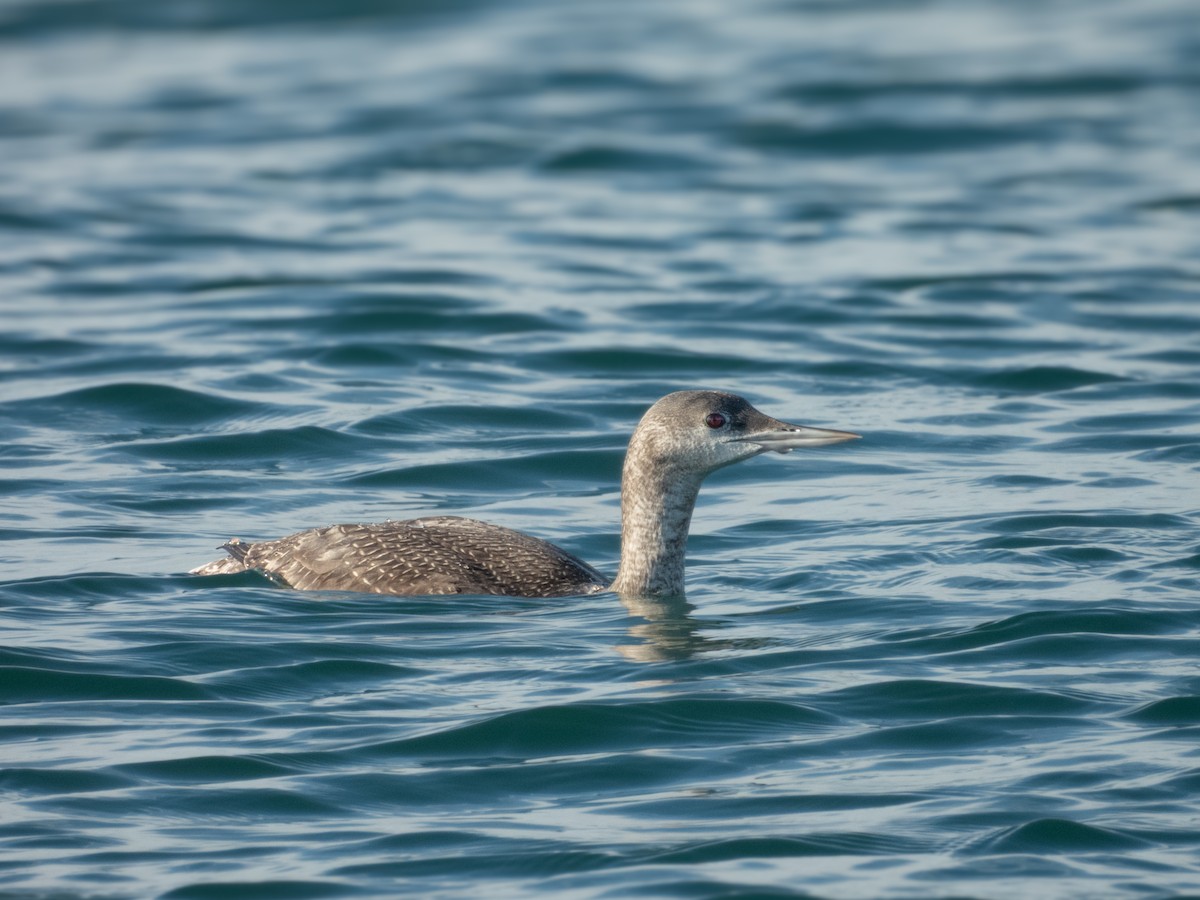 Red-throated Loon - ML646571736