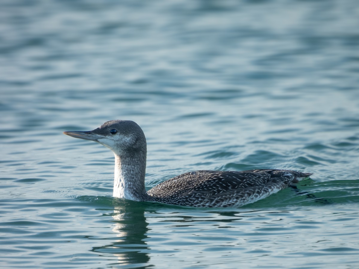 Red-throated Loon - ML646571737