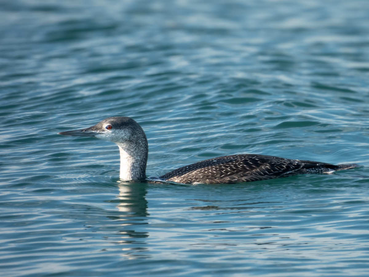 Red-throated Loon - ML646571738