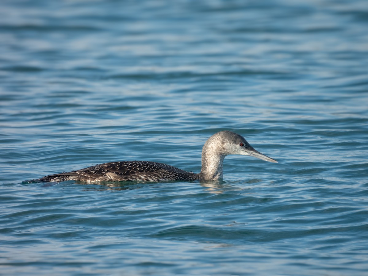 Red-throated Loon - ML646571739