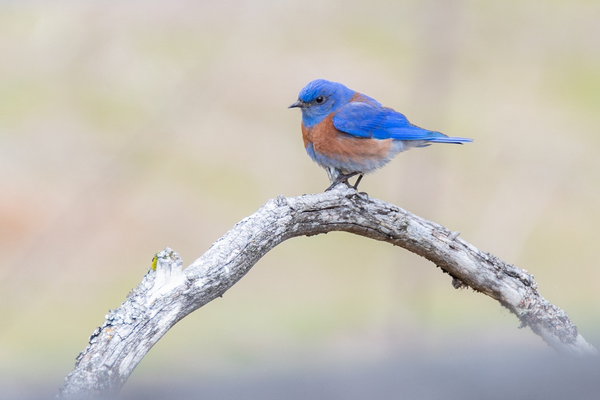 vestblåfugl - ML646571745