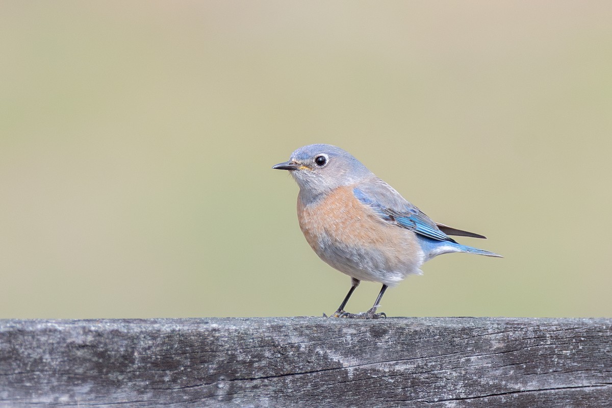 vestblåfugl - ML646571746