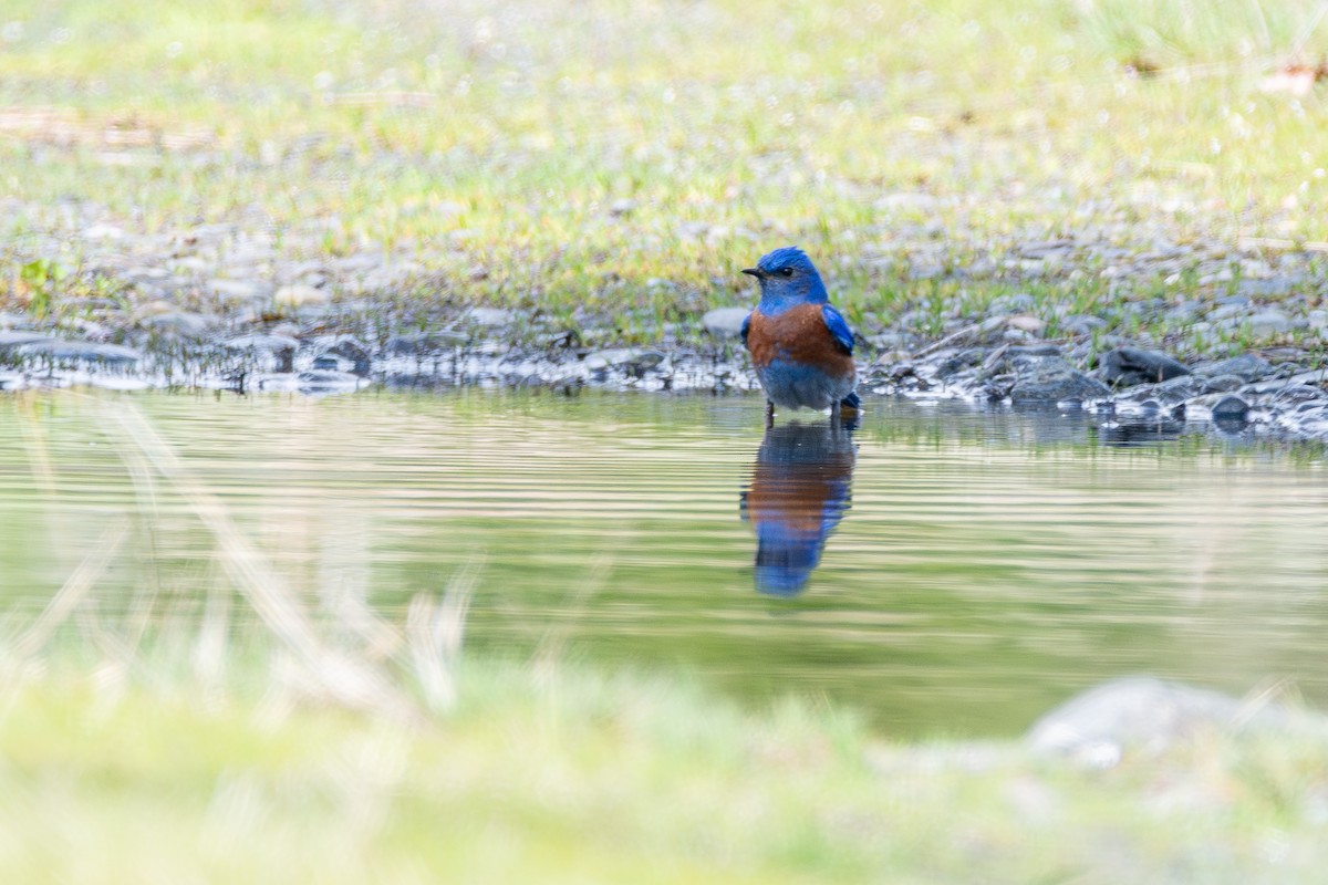 vestblåfugl - ML646571747