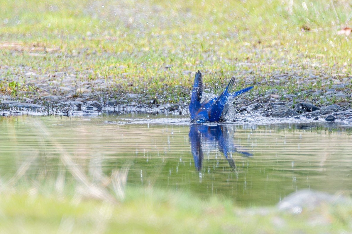 vestblåfugl - ML646571748