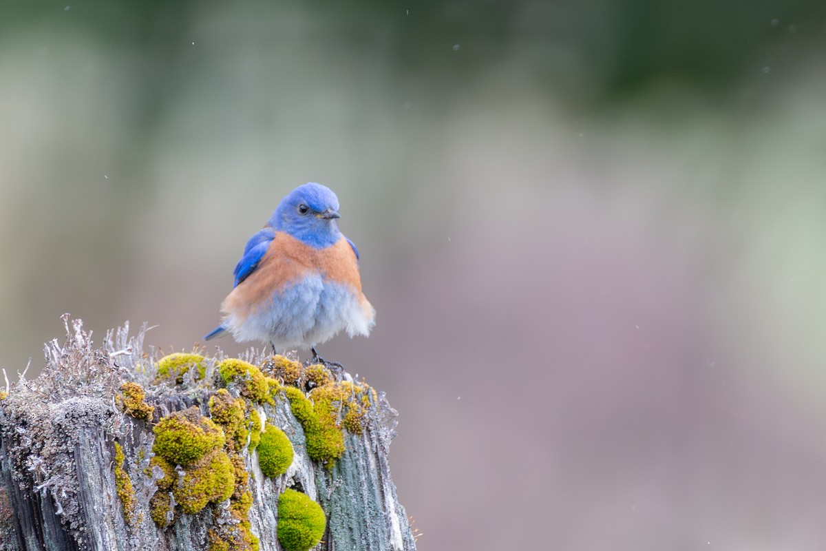 vestblåfugl - ML646571749