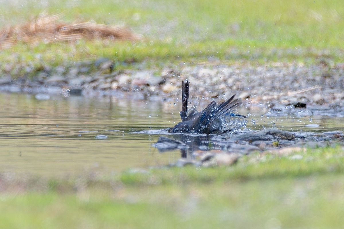 vestblåfugl - ML646571750