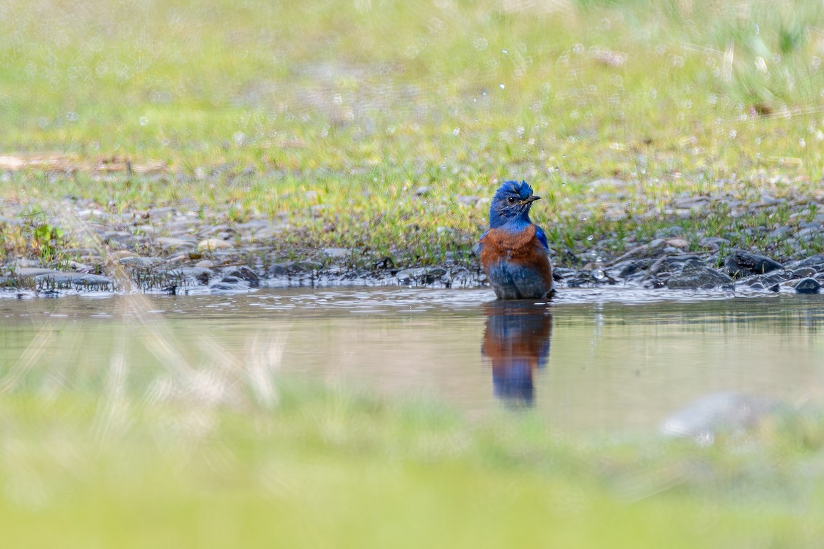 vestblåfugl - ML646571751