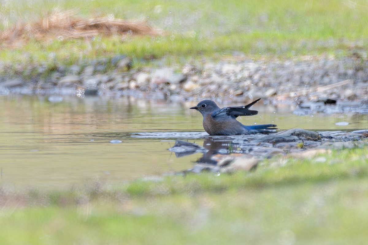 vestblåfugl - ML646571752