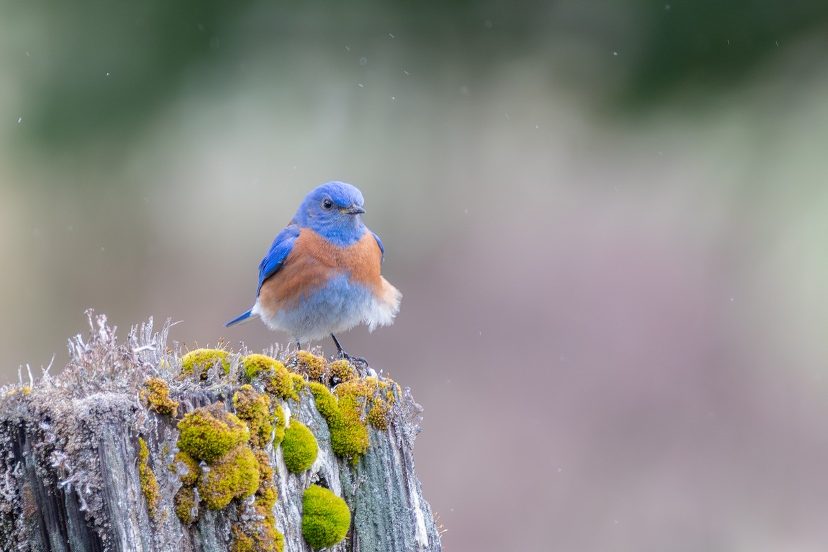 vestblåfugl - ML646571753