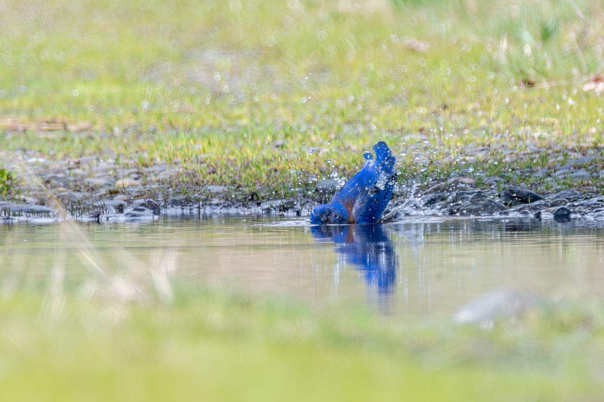 vestblåfugl - ML646571754