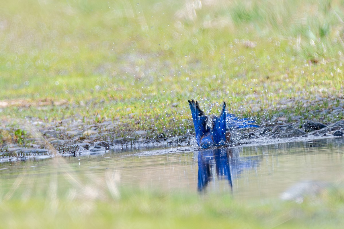 vestblåfugl - ML646571755