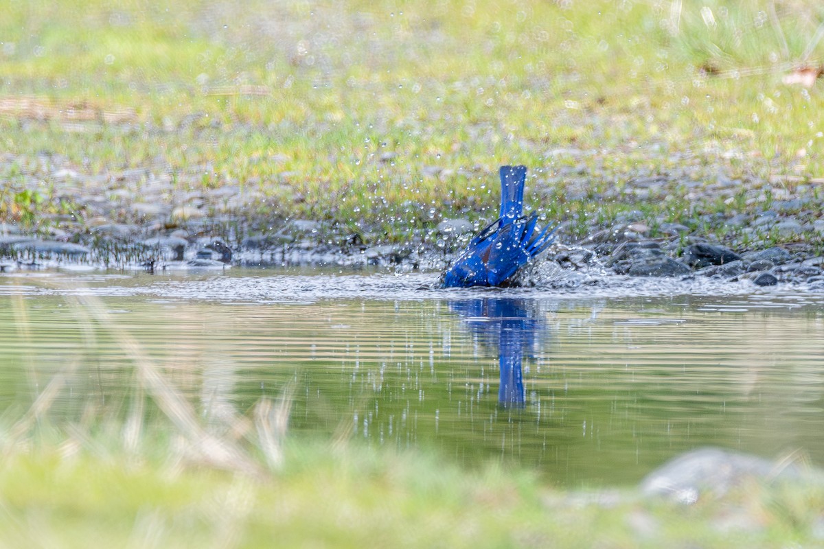 vestblåfugl - ML646571756