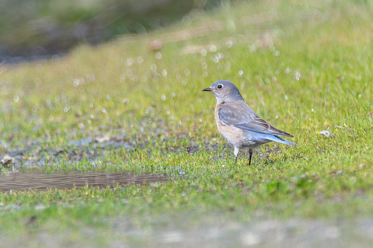 vestblåfugl - ML646571758