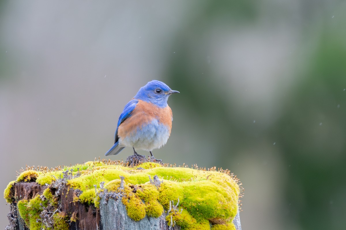 vestblåfugl - ML646571759