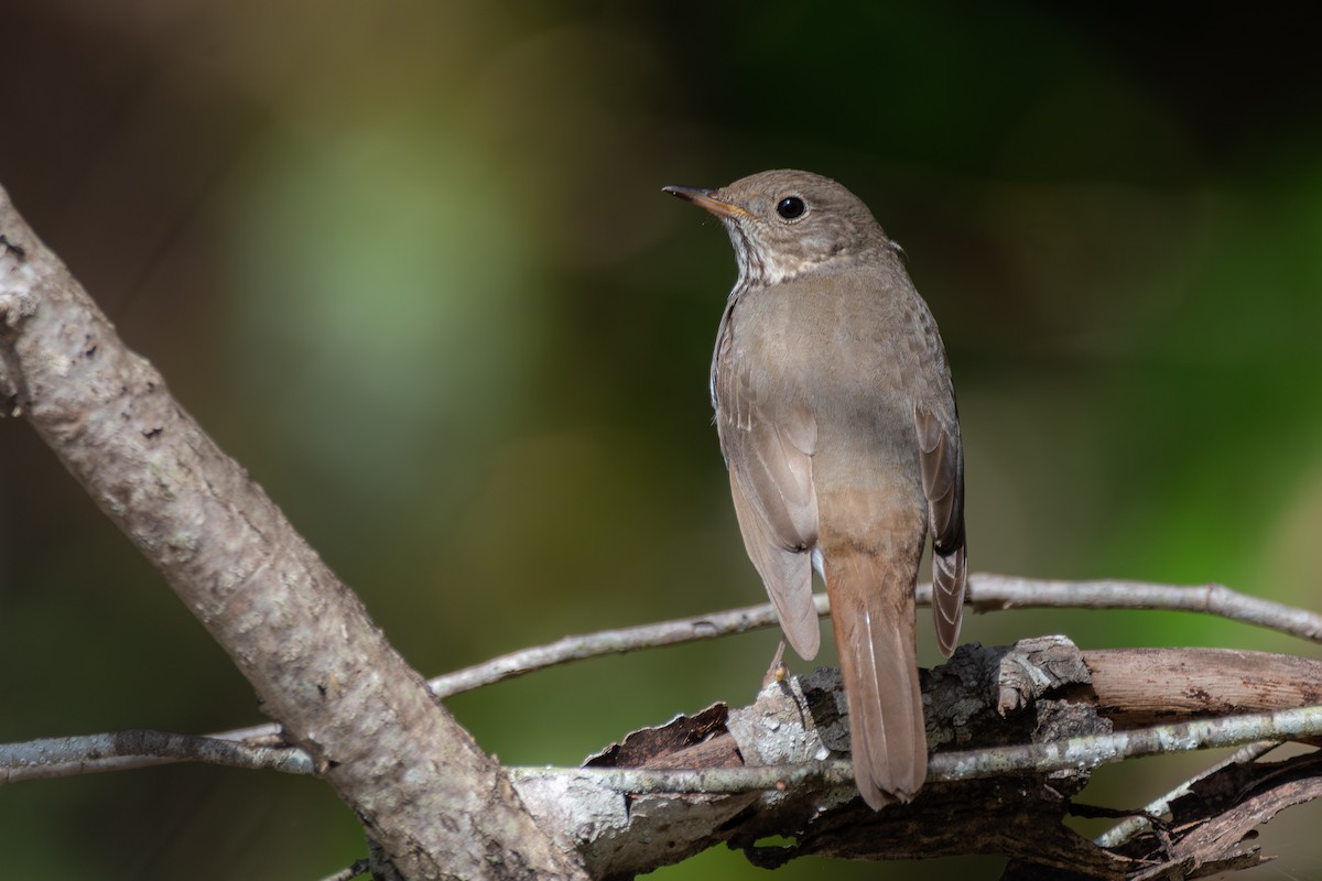 Hermit Thrush - ML646571766