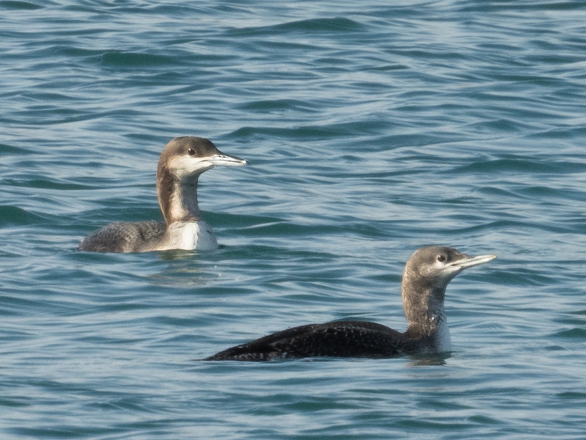 Arctic Loon - ML646571767