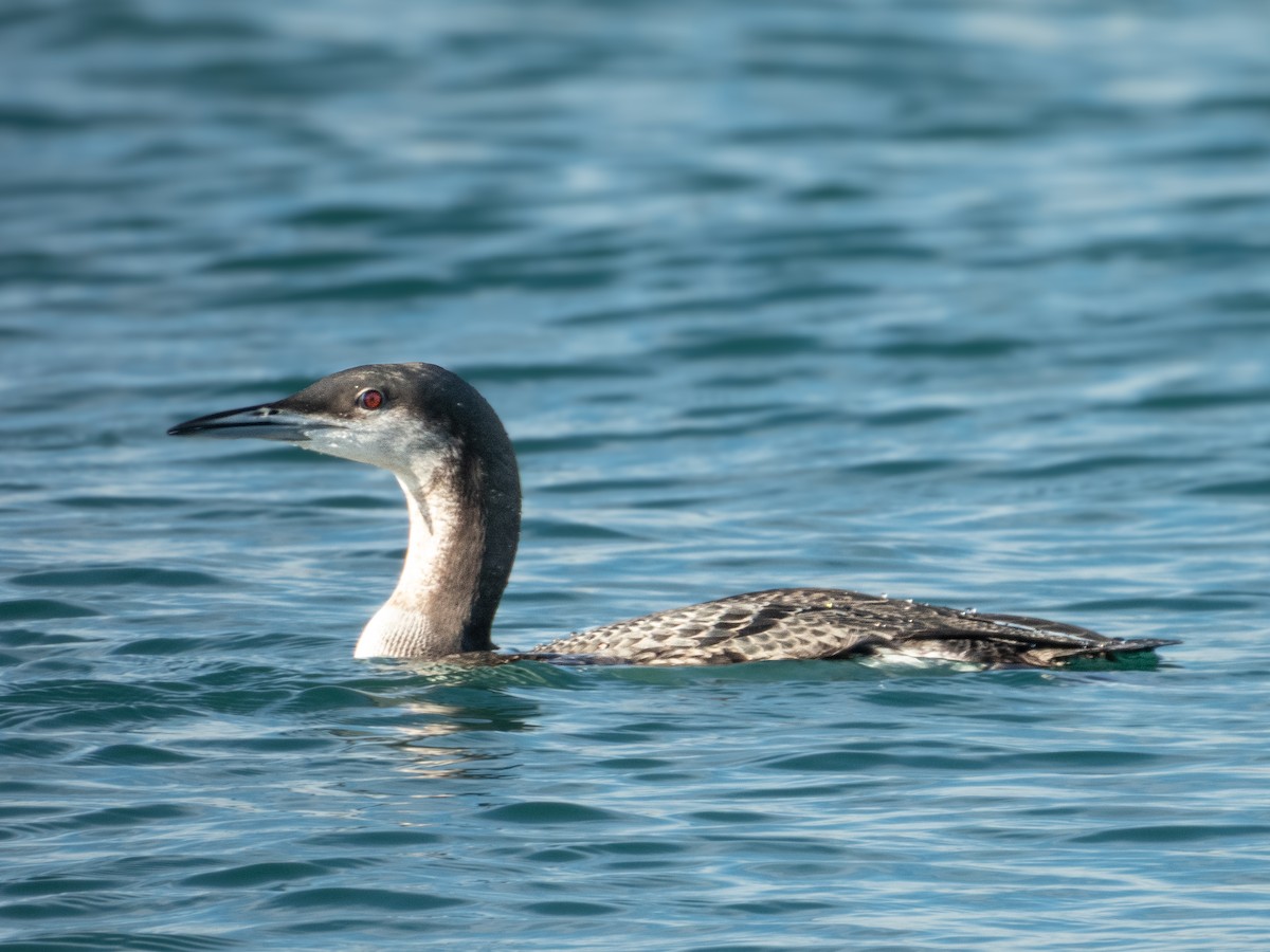 Arctic Loon - ML646571768