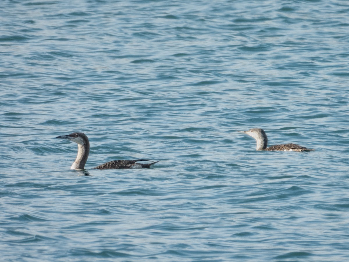 Arctic Loon - ML646571769