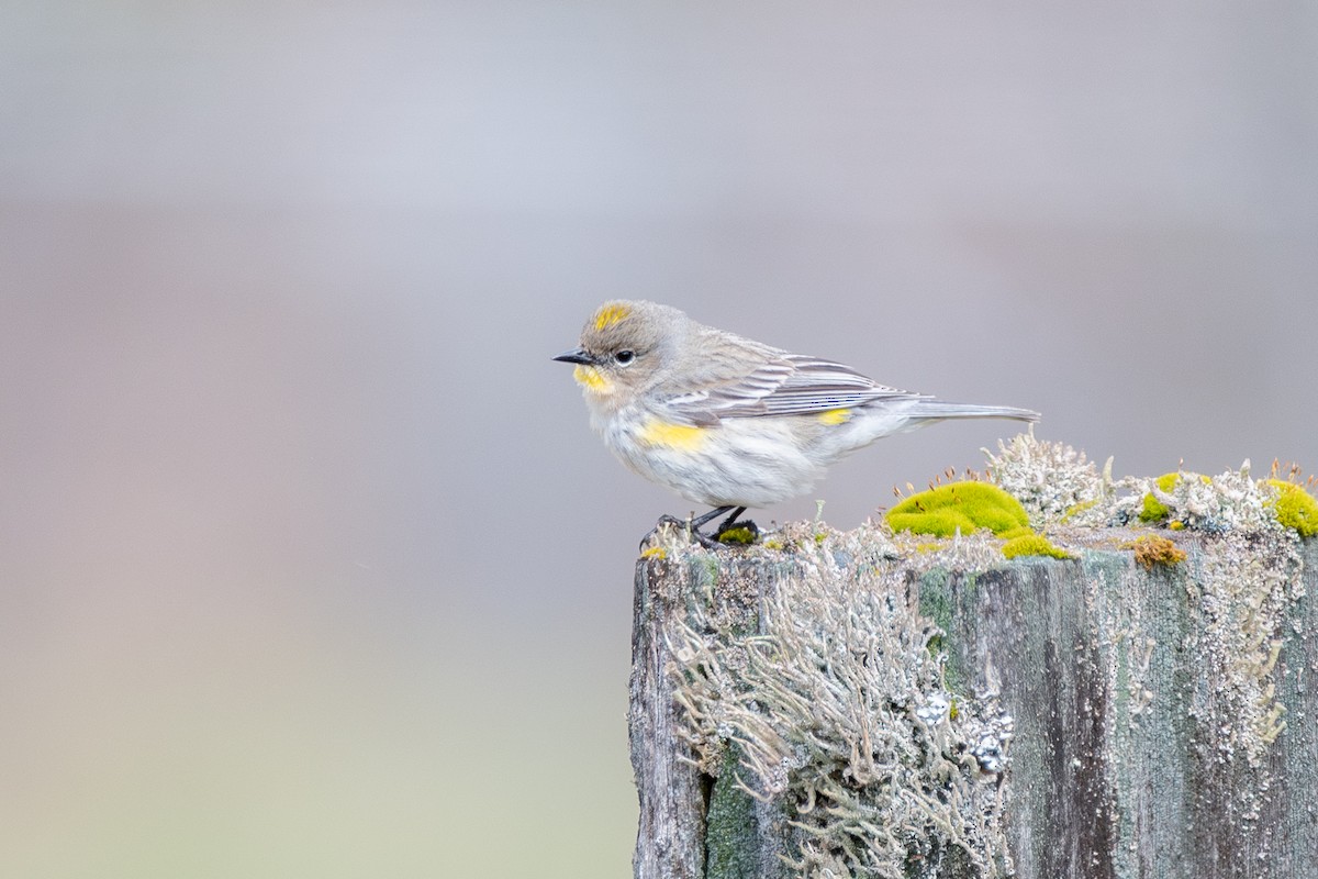 Yellow-rumped Warbler (Audubon's) - ML646571771