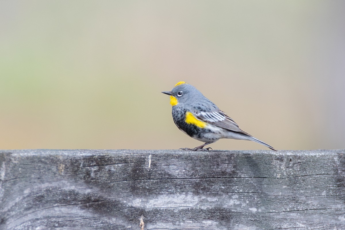 Yellow-rumped Warbler (Audubon's) - ML646571772