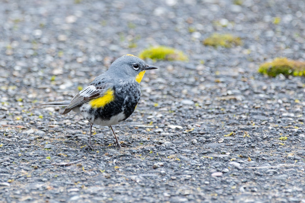 Yellow-rumped Warbler (Audubon's) - ML646571773