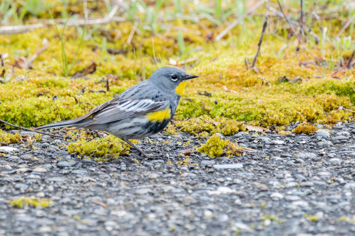 Yellow-rumped Warbler (Audubon's) - ML646571774