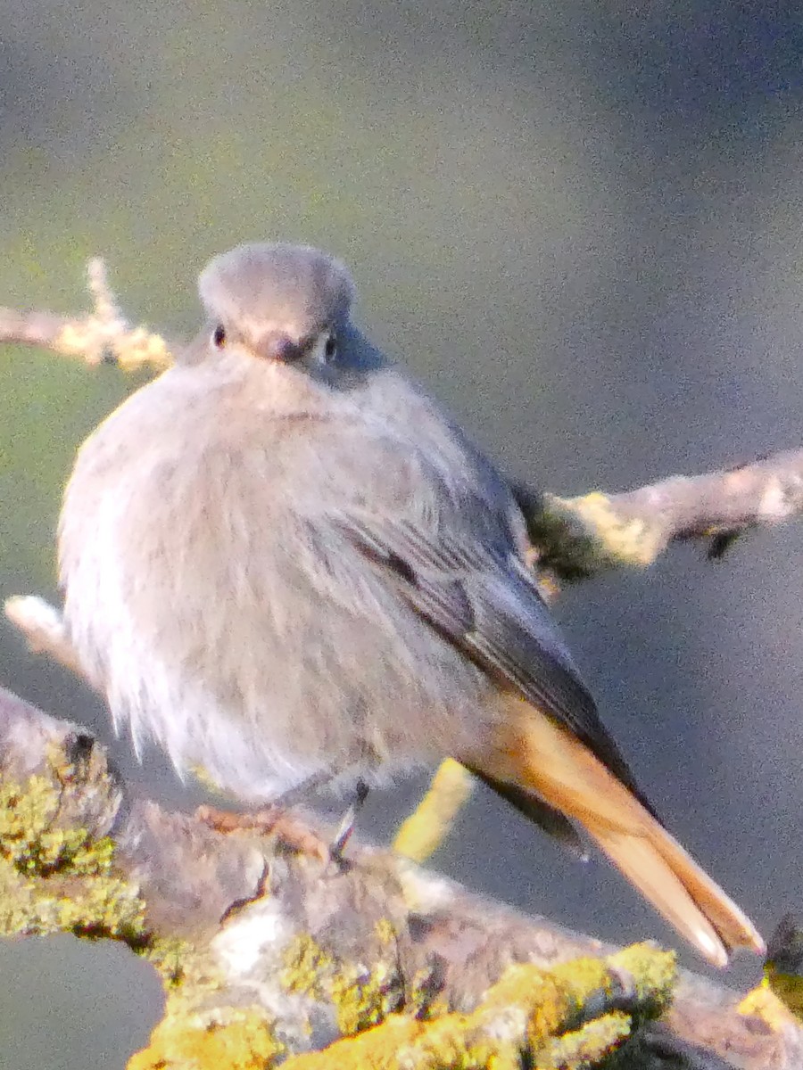 クロジョウビタキ - ML646571776