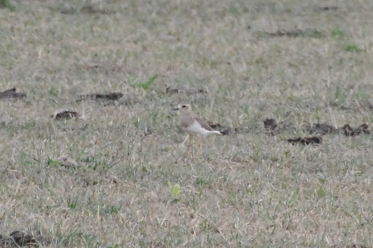 オオチドリ - ML646571777