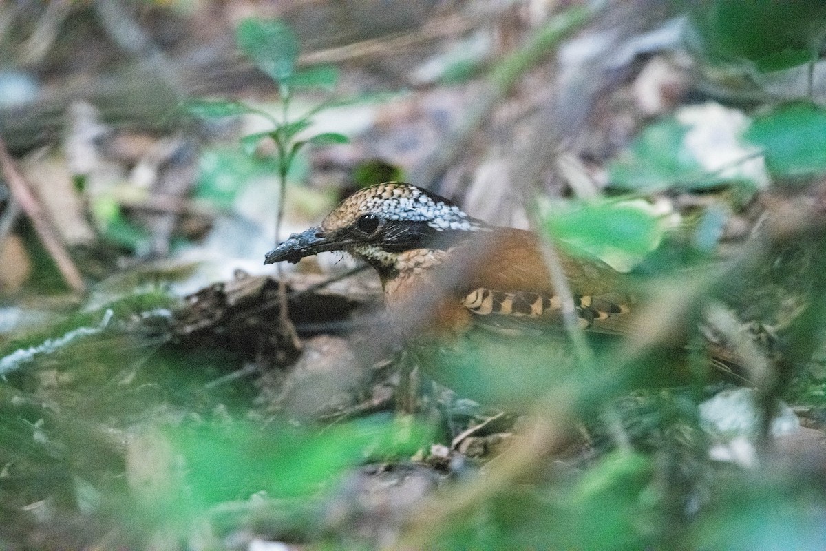 ツノヤイロチョウ - ML646571778