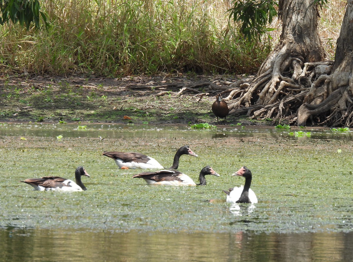 Saksağankazı - ML646571779