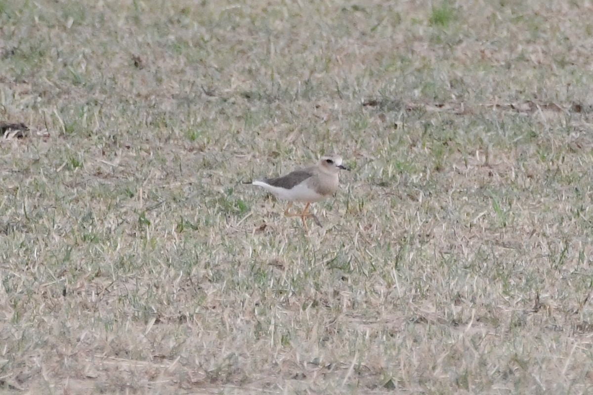 オオチドリ - ML646571780