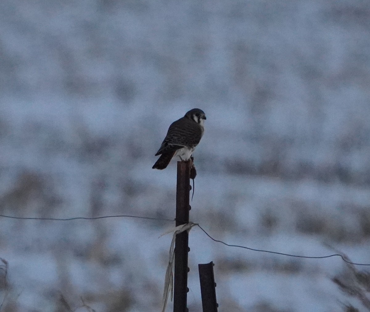 アメリカチョウゲンボウ - ML646571781