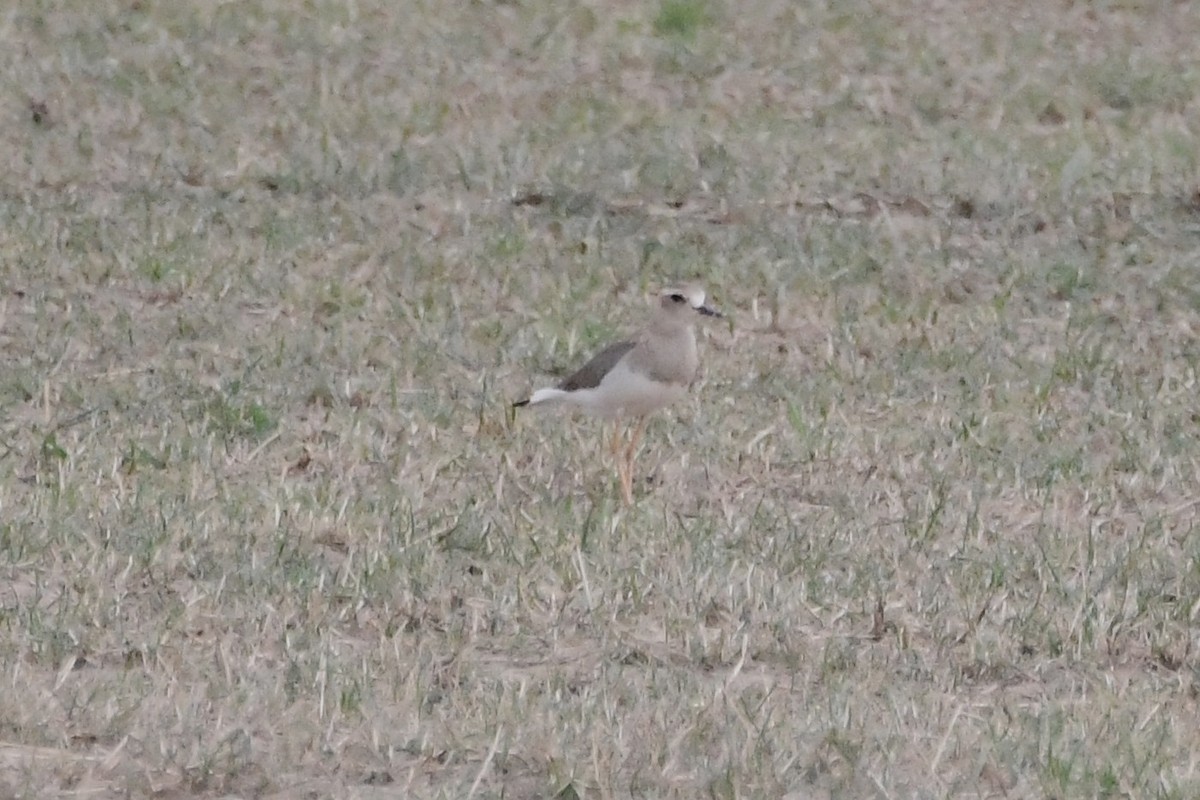 オオチドリ - ML646571782