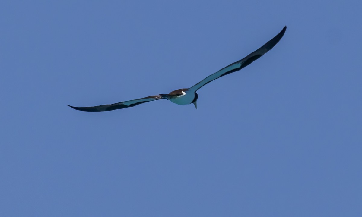 カツオドリ - ML646571783