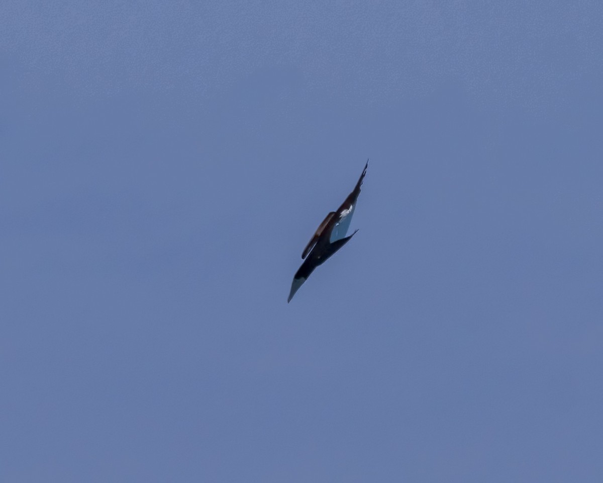 カツオドリ - ML646571784