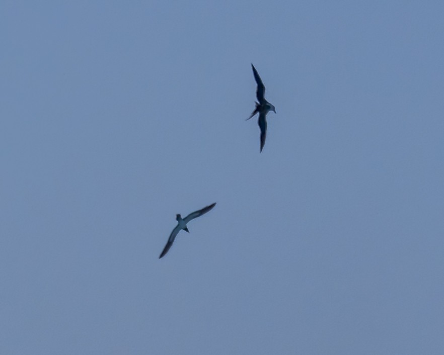 カツオドリ - ML646571785