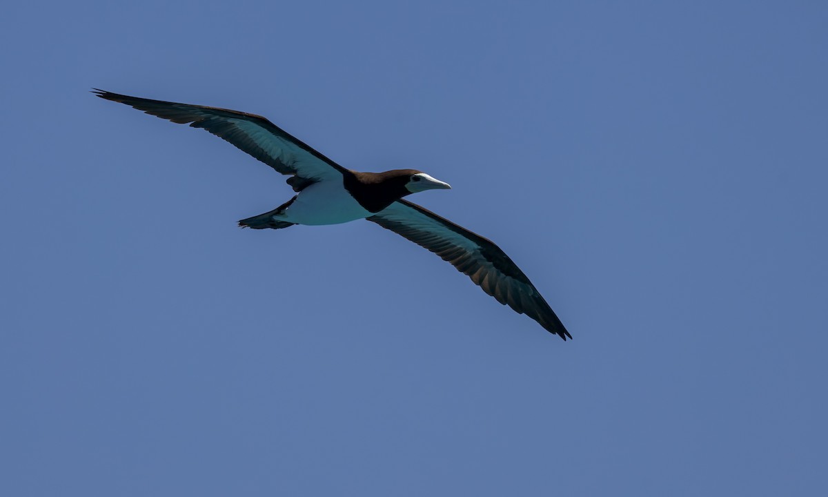 カツオドリ - ML646571786