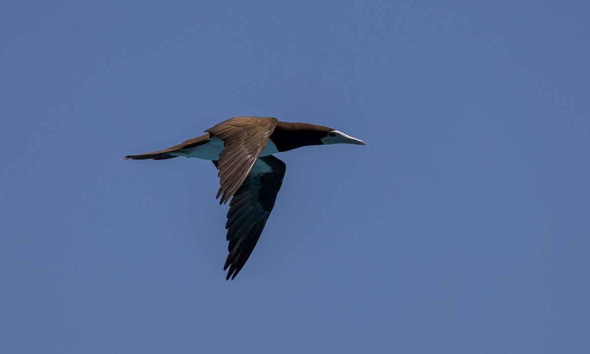 カツオドリ - ML646571787