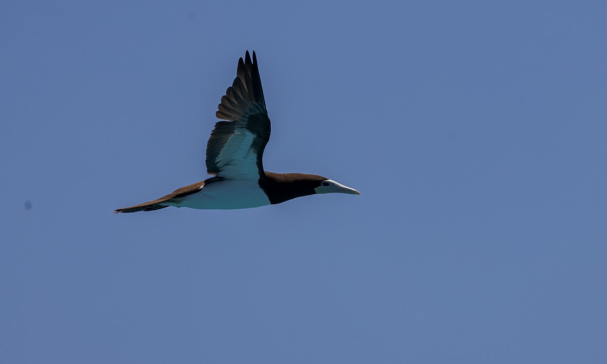 カツオドリ - ML646571790