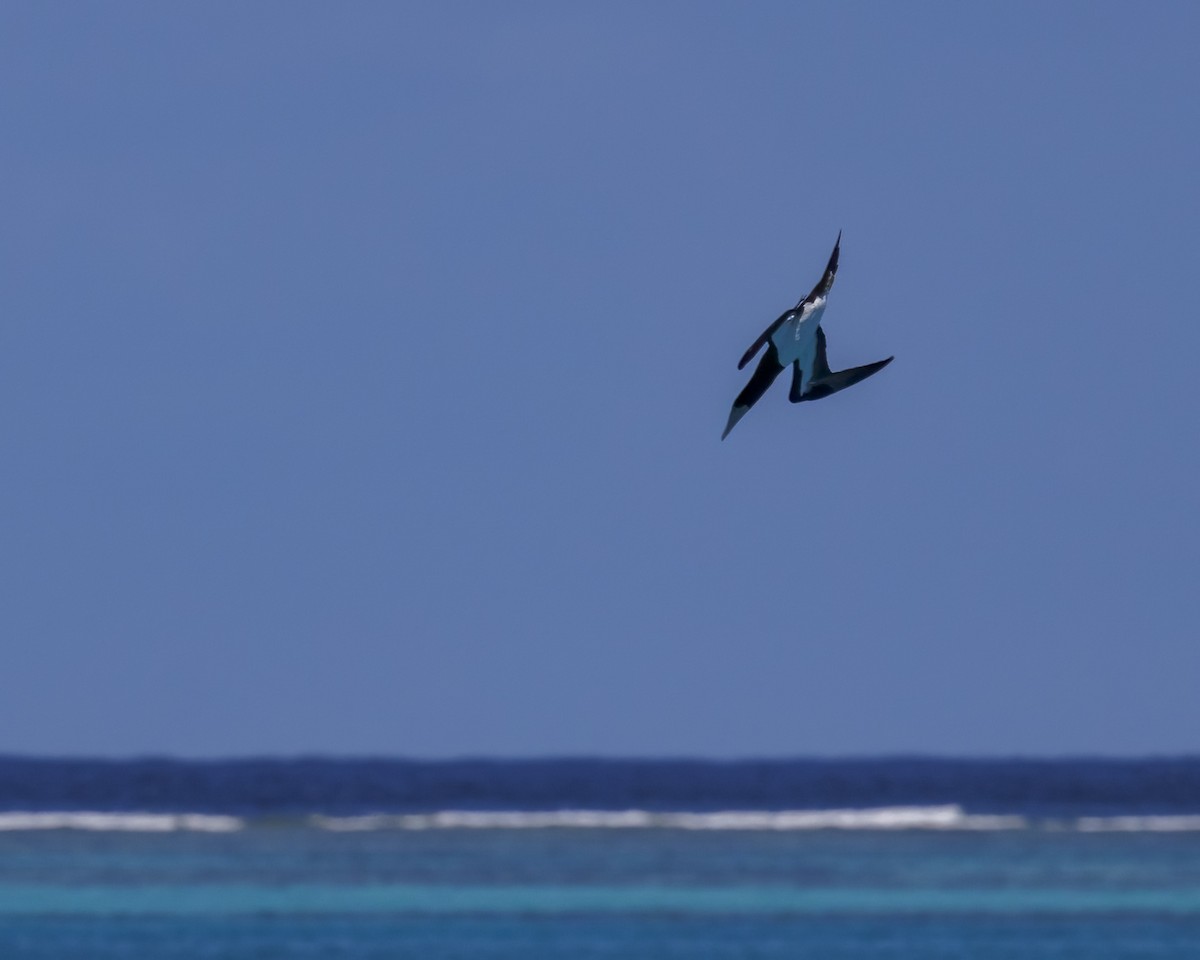 カツオドリ - ML646571792