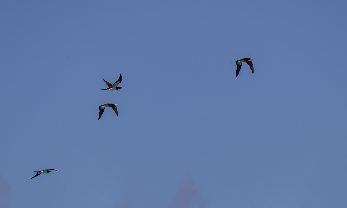 カツオドリ - ML646571793